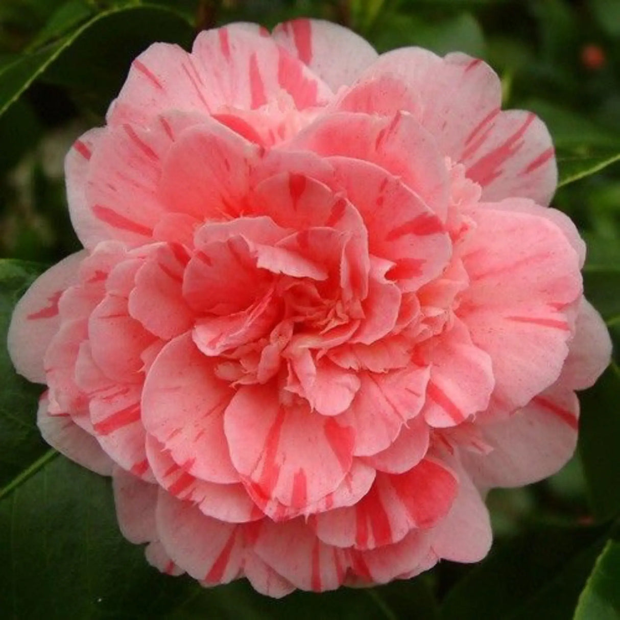 plante ornamentale 54