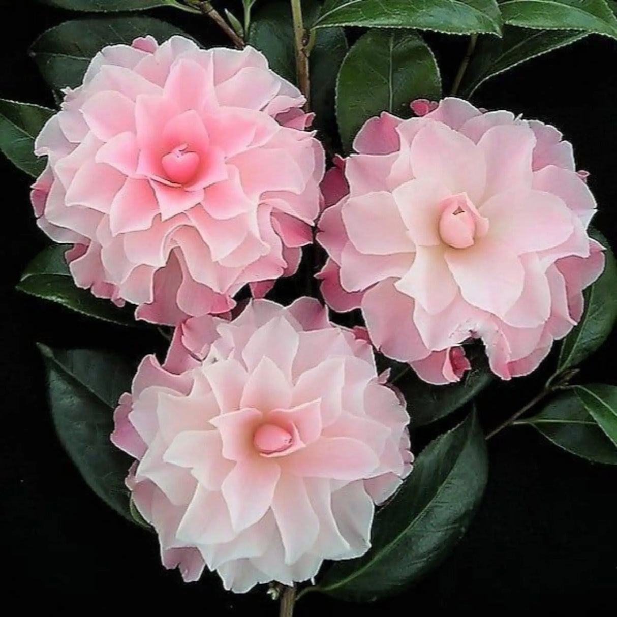 plante ornamentale 56