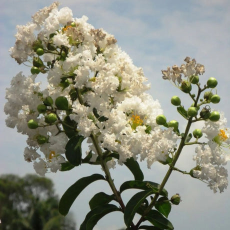 plante ornamentale 58