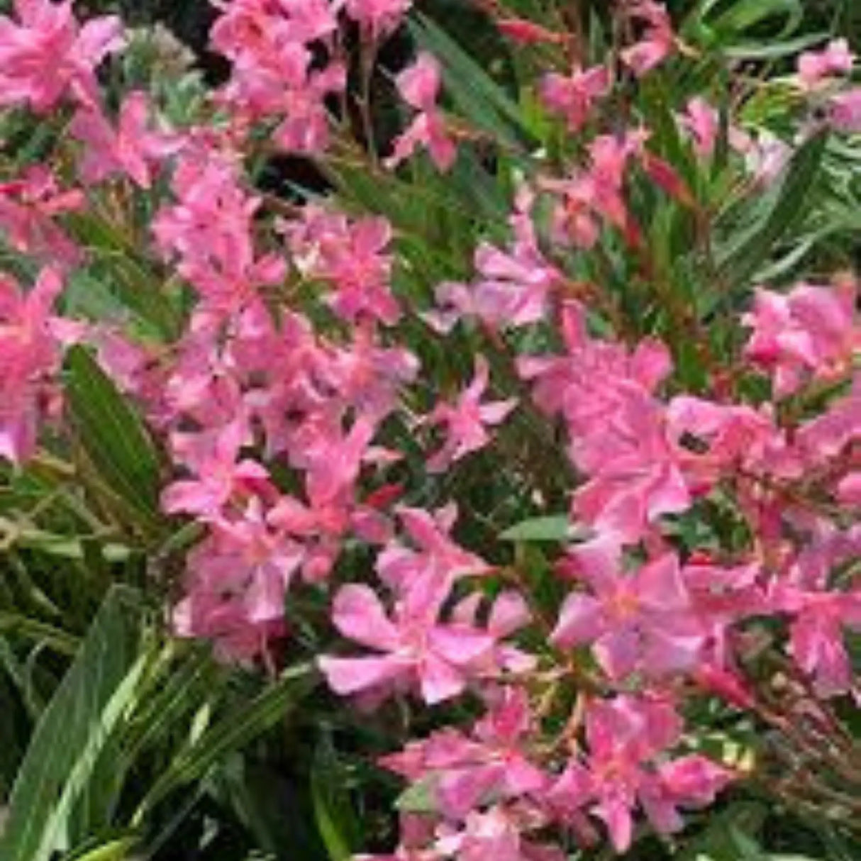 plante ornamentale 63