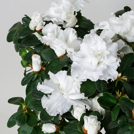 plante ornamentale674