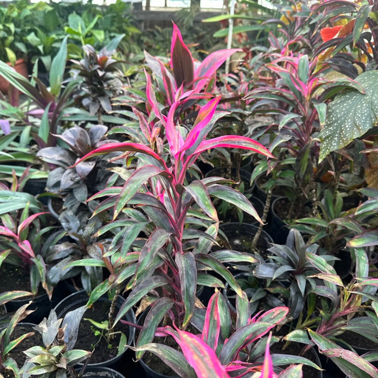 plante ornamentale 68