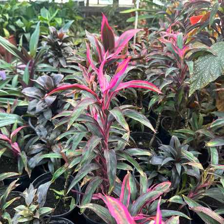 plante ornamentale 68