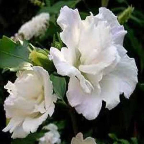 plante ornamentale696