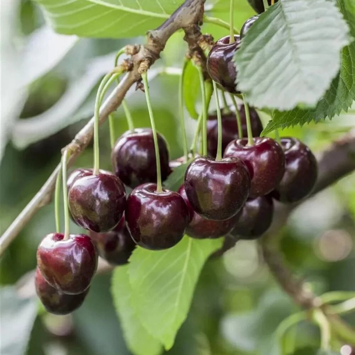 plante ornamentale 73