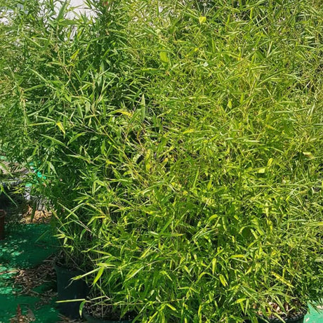 plante ornamentale 763