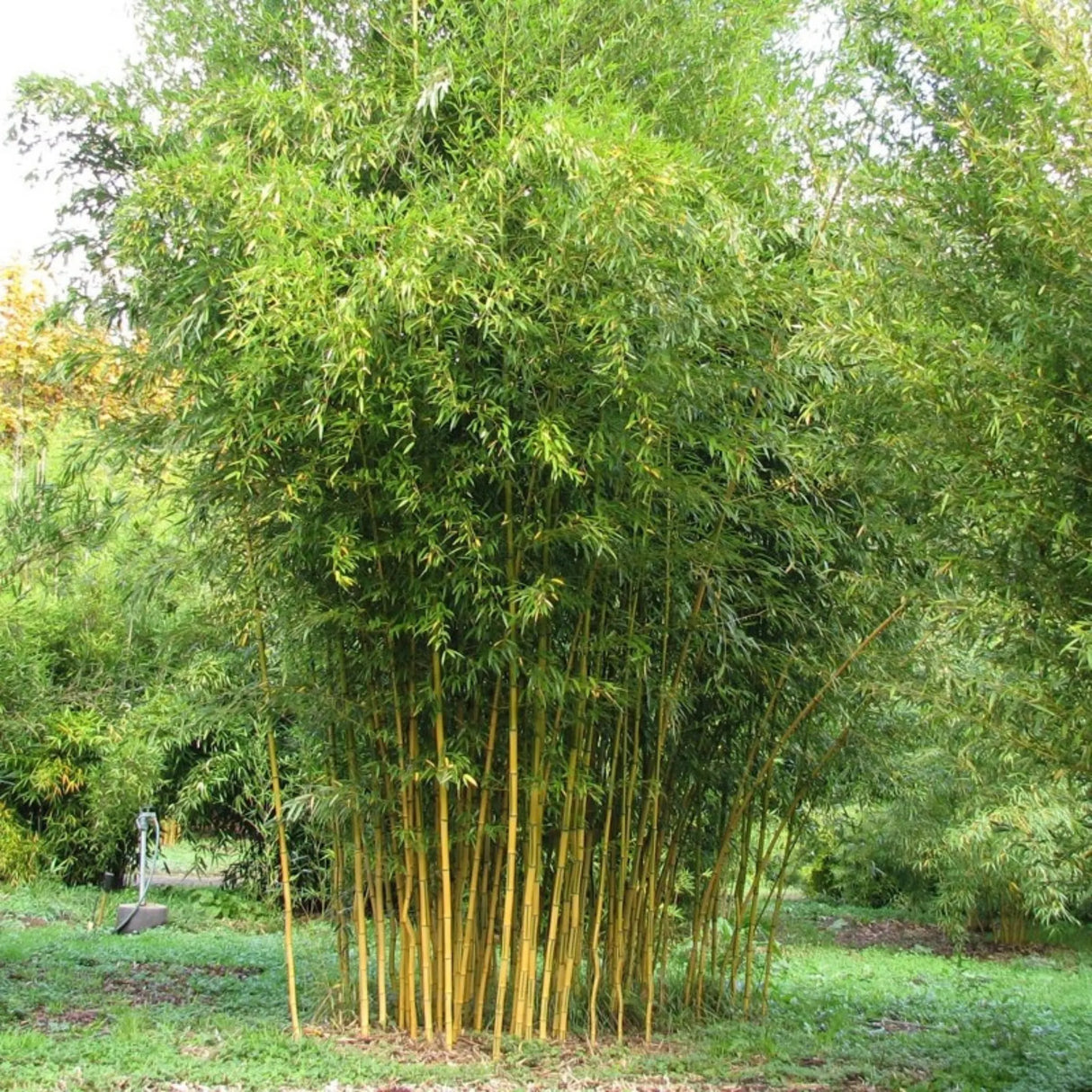 plante ornamentale 765