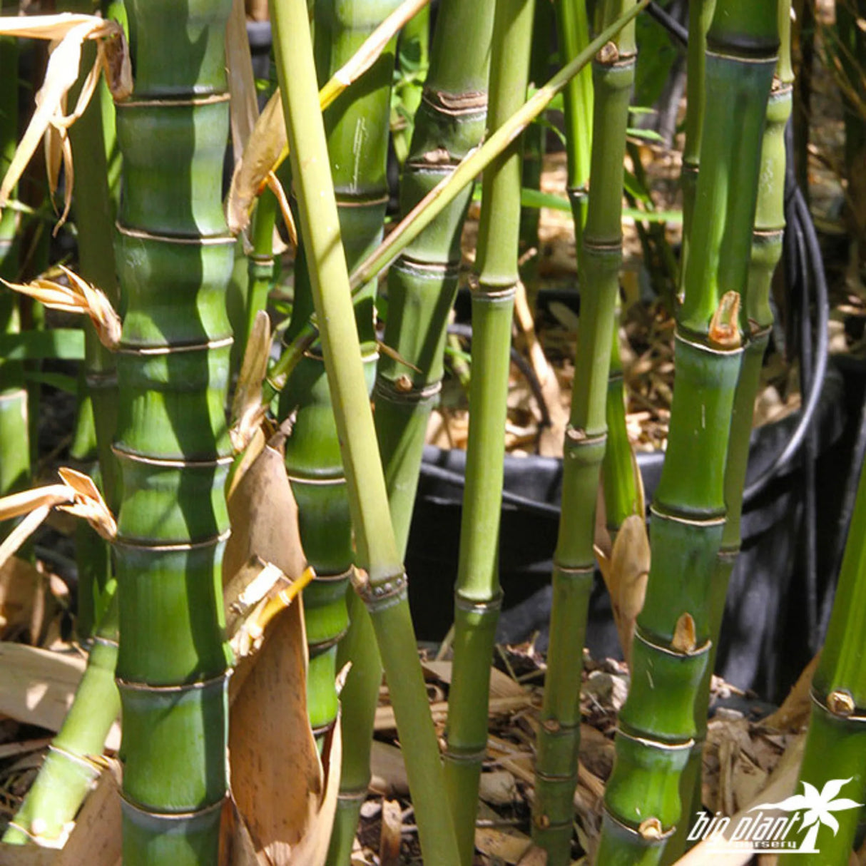 plante ornamentale 766