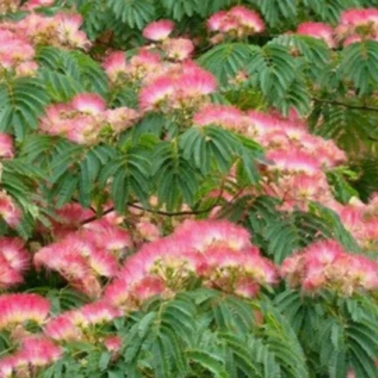 plante ornamentale 768