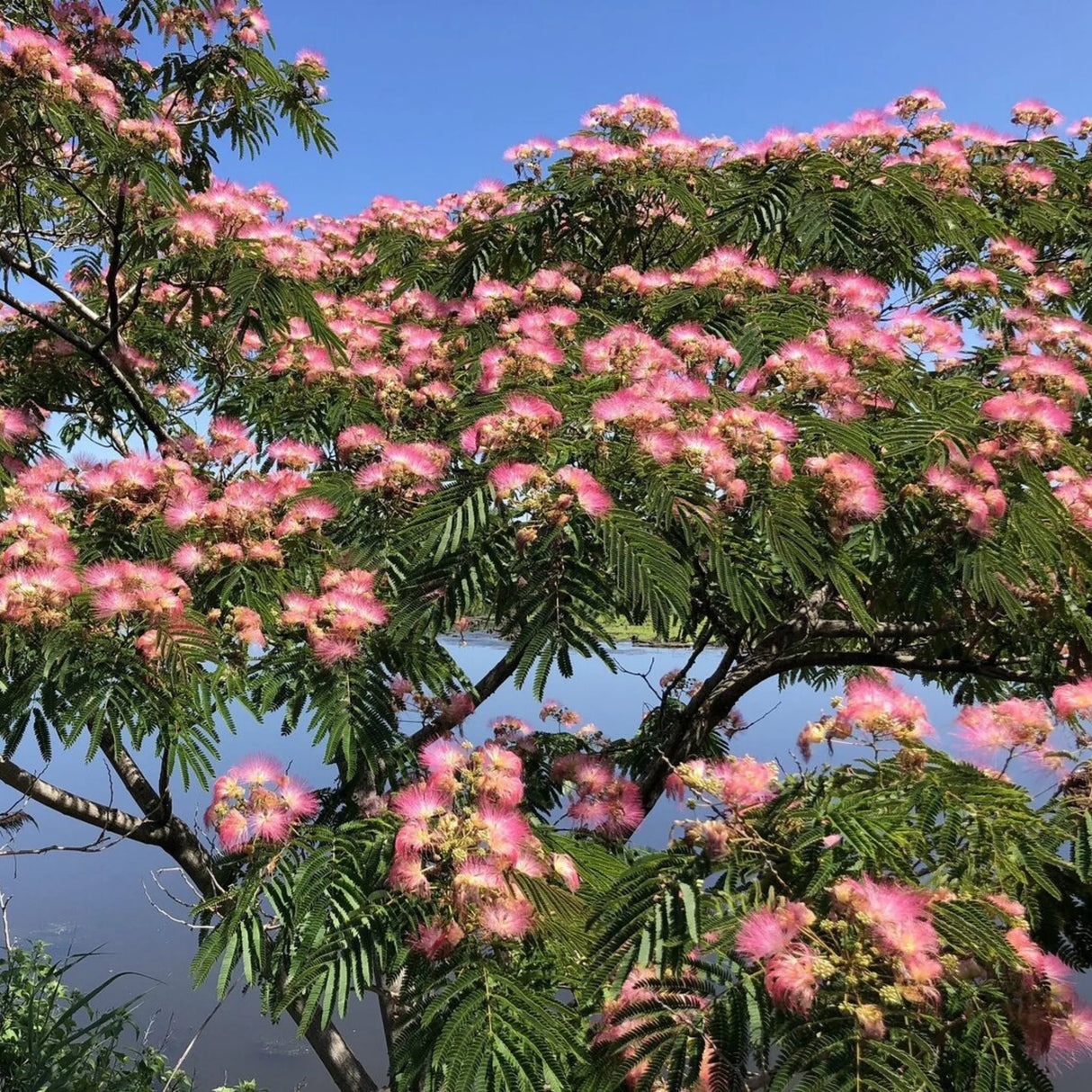 plante ornamentale 769