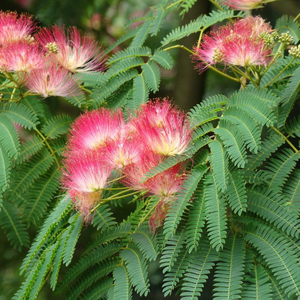 plante ornamentale 771