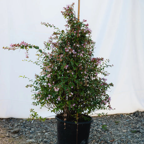 plante ornamentale 788