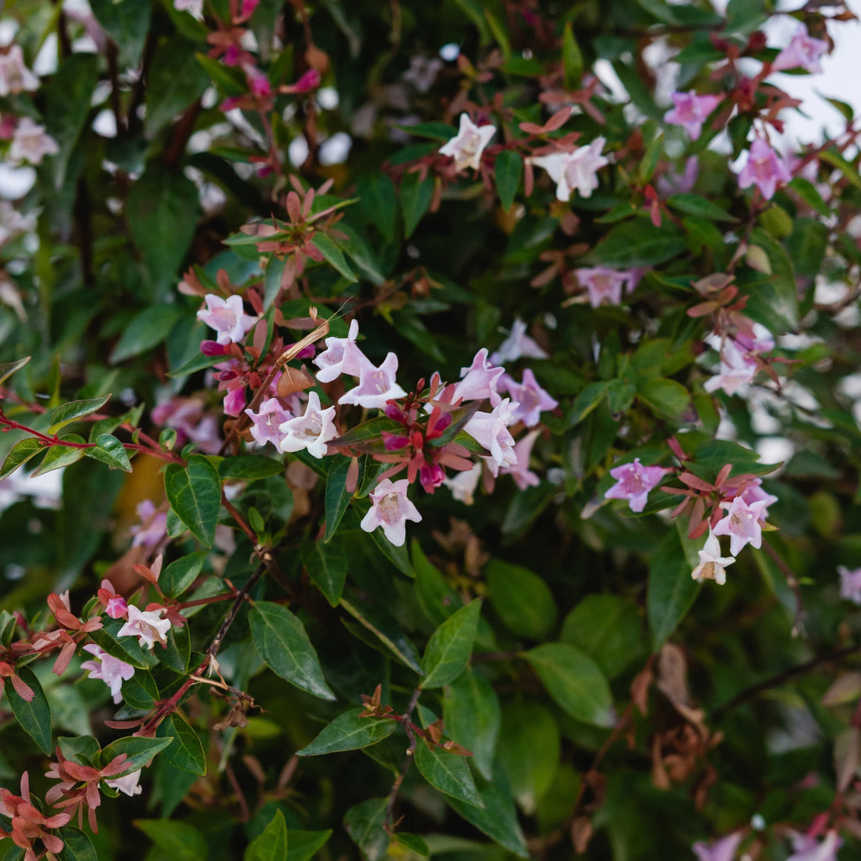 plante ornamentale 789