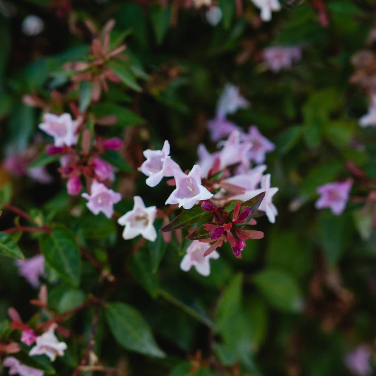 plante ornamentale 790