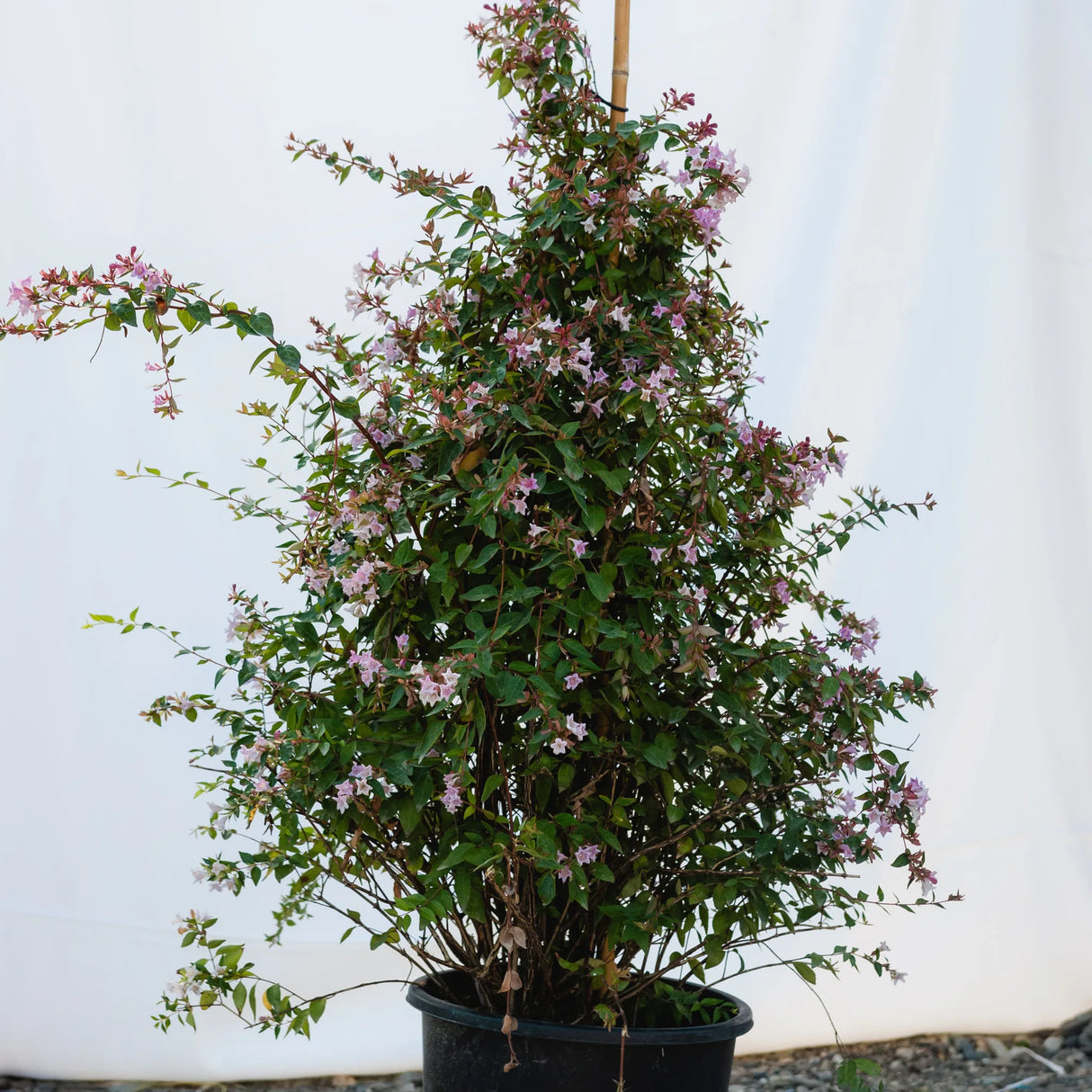 plante ornamentale 791