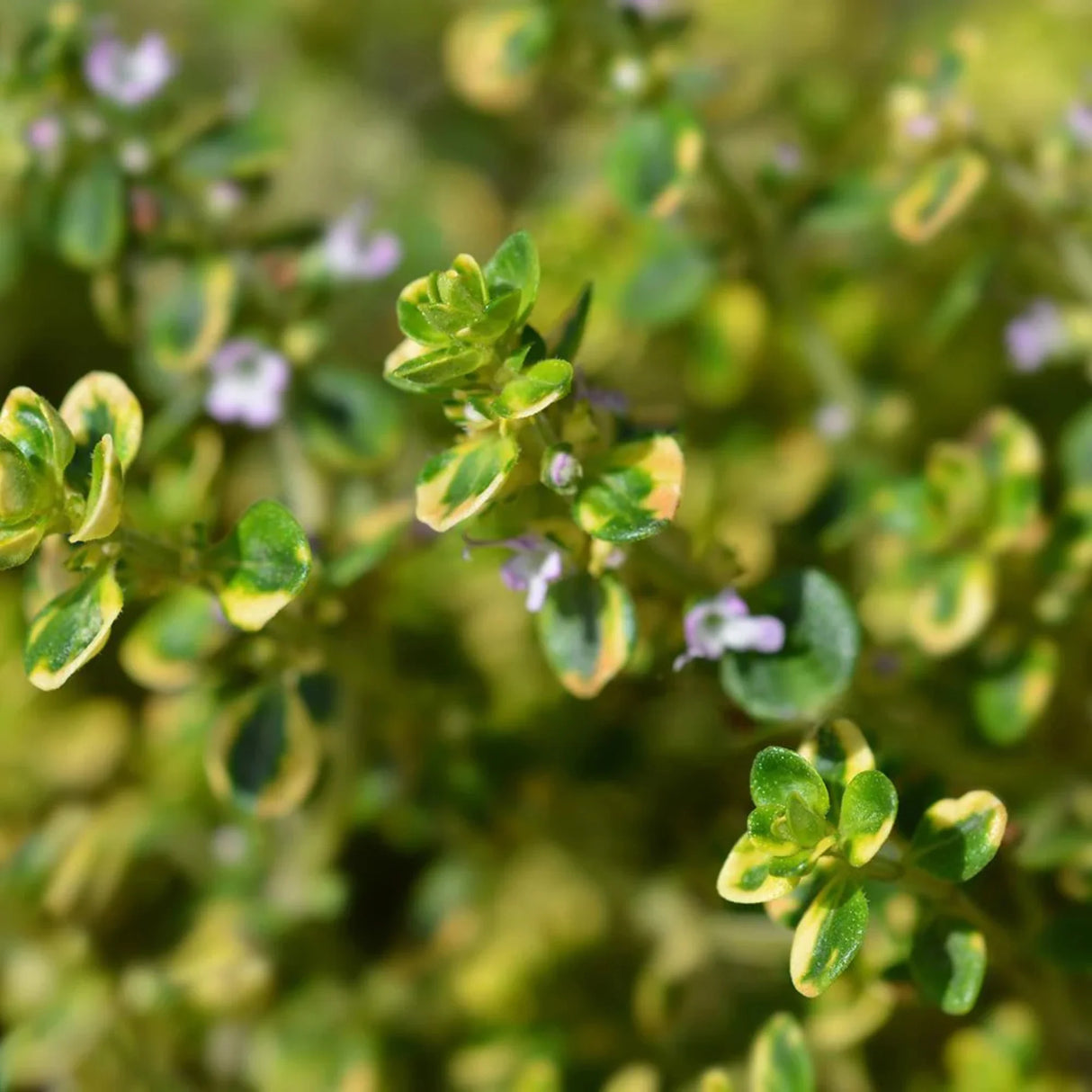 plante ornamentale 80