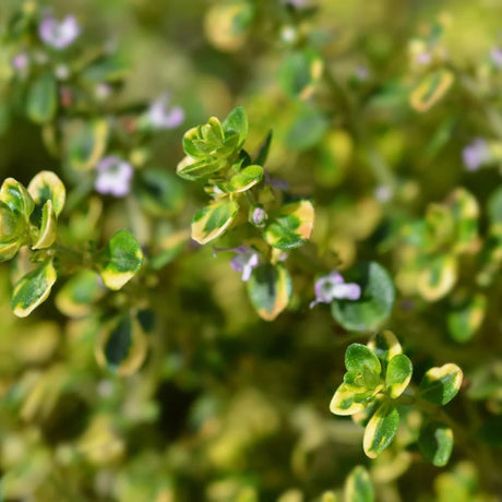 plante ornamentale 80