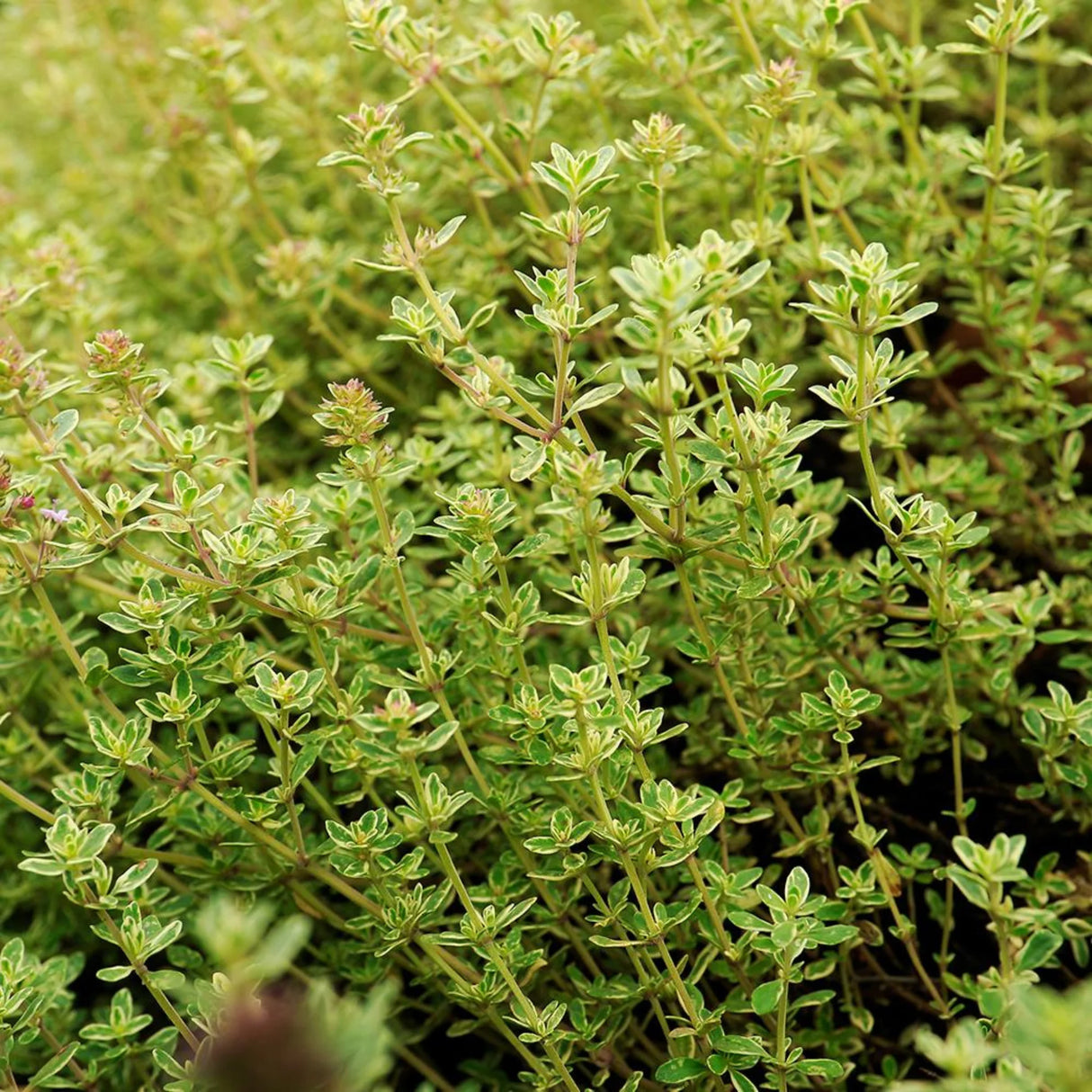 plante ornamentale 81