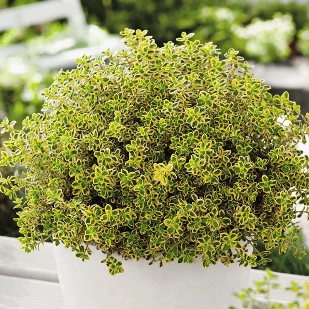 plante ornamentale 82