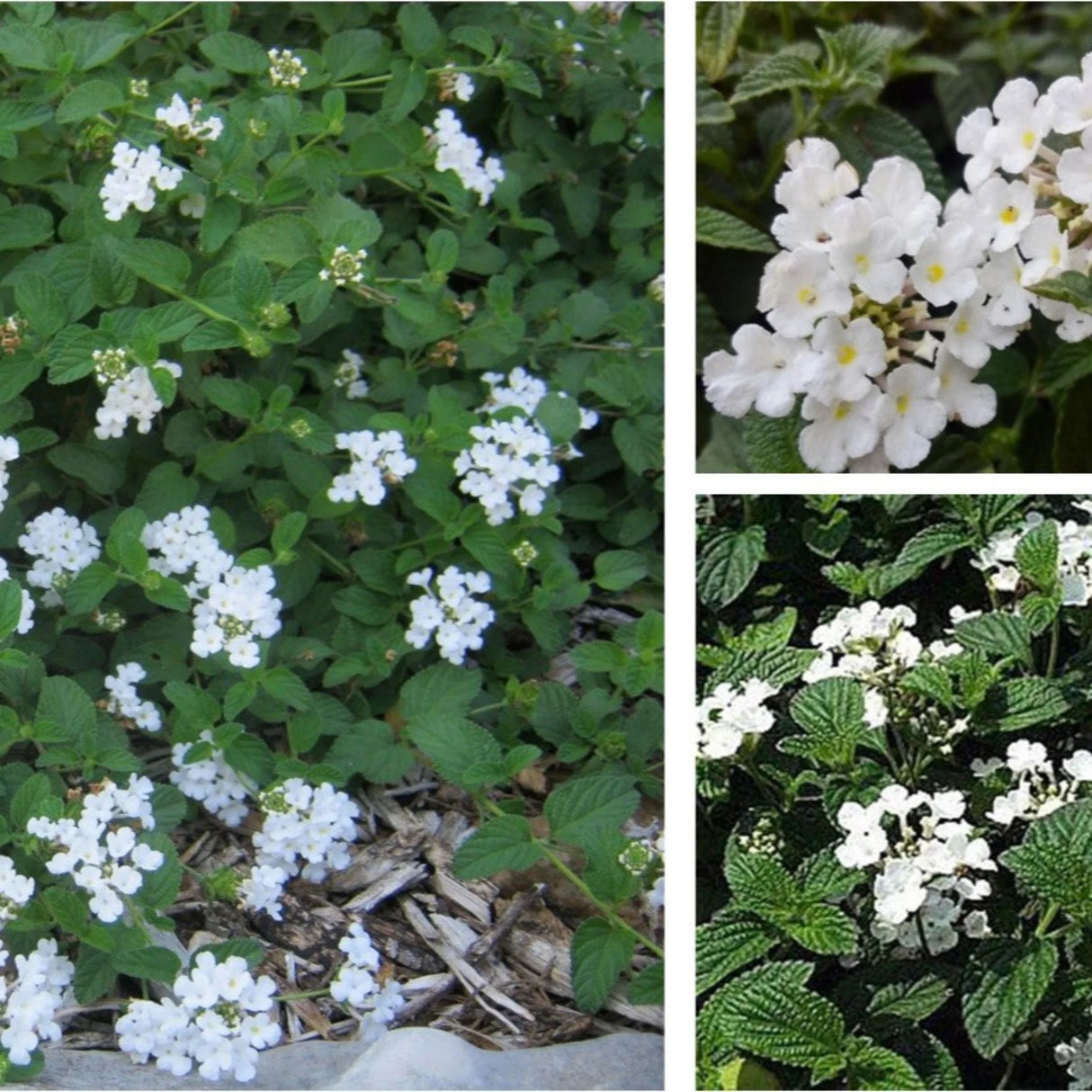 plante ornamentale 88