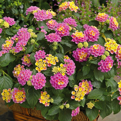 plante ornamentale 95