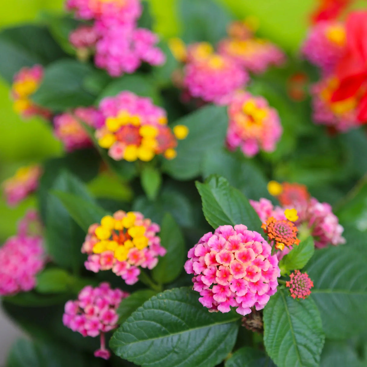 plante ornamentale 97