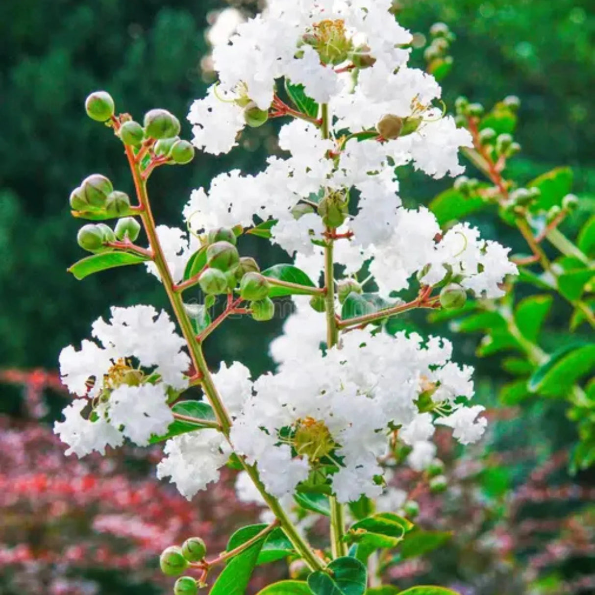 plante ornamentale 98