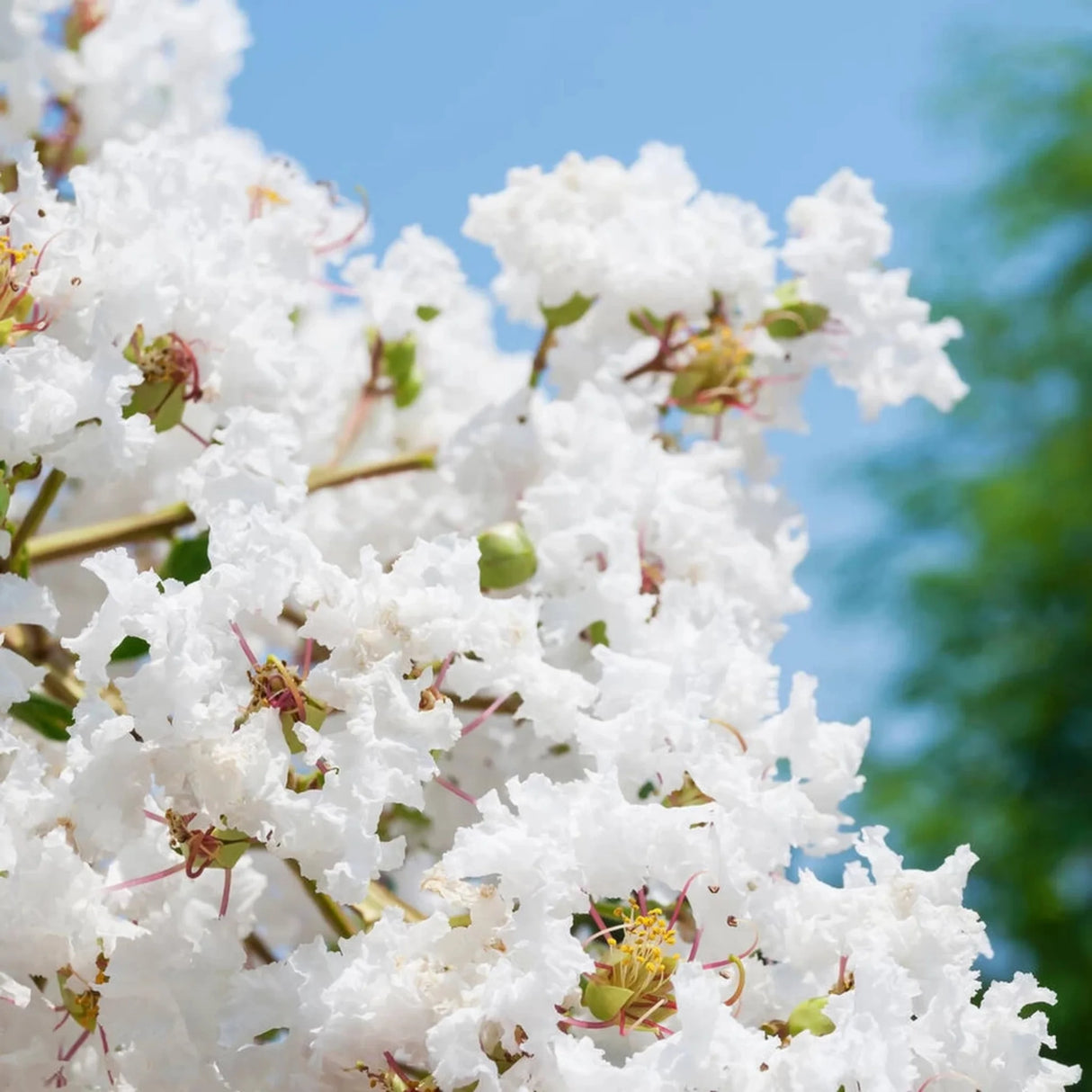 plante ornamentale 99