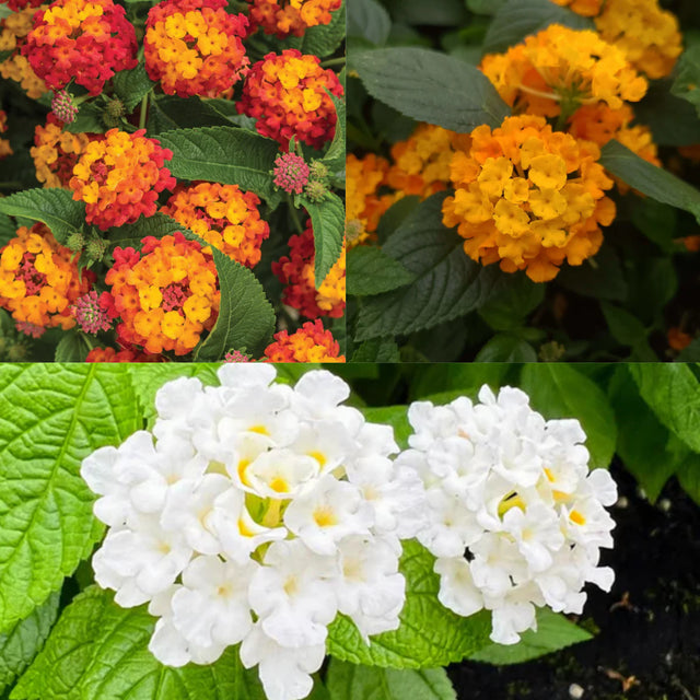 plante ornamentale lantana