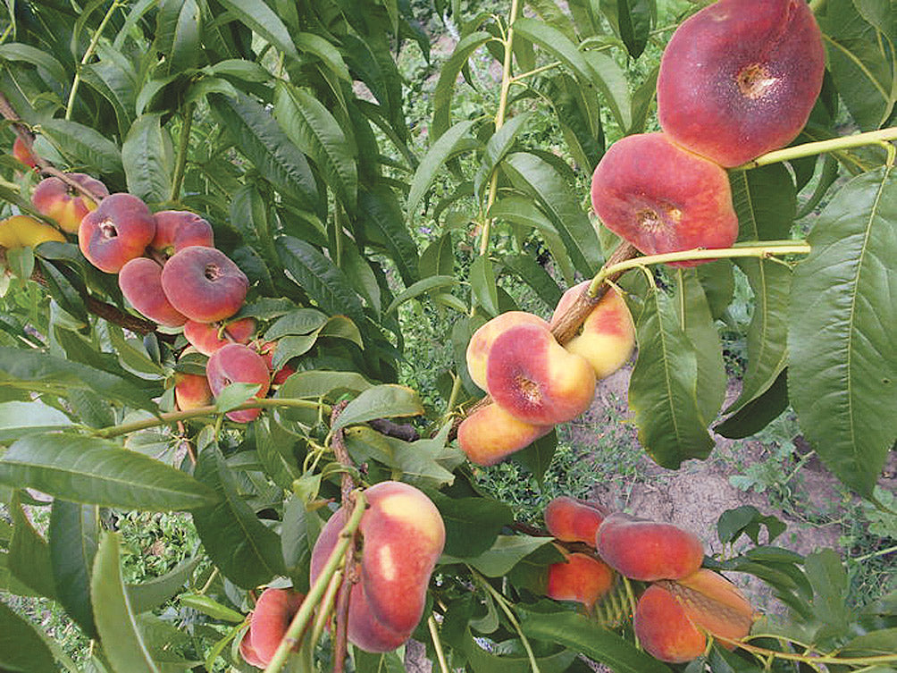 Pomi Fructiferi - Piersic - Filip - Anul 3 - 1 buc