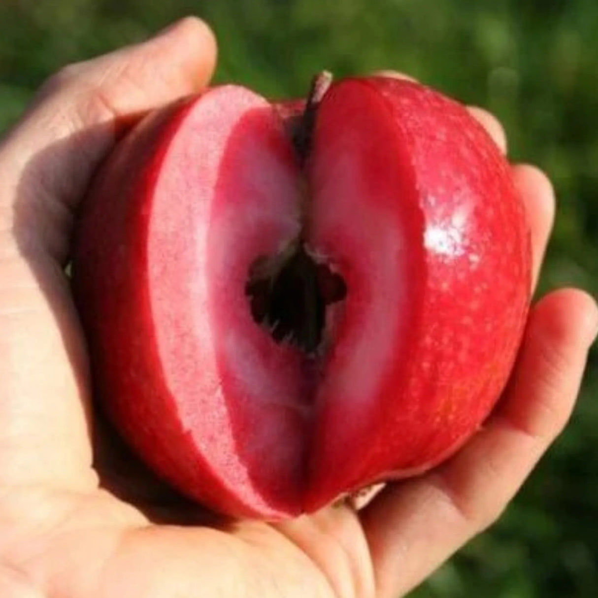 pomi fructiferi 1062