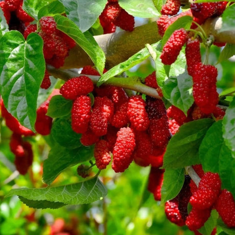 pomi fructiferi 1125