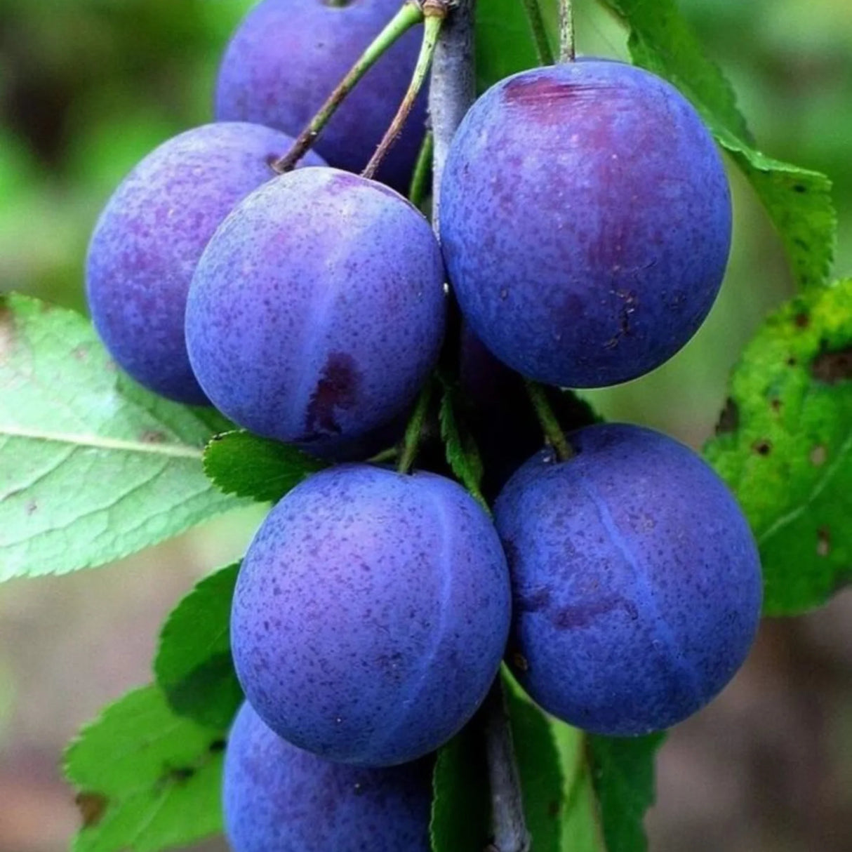 pomi fructiferi 1128