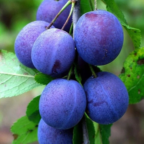 pomi fructiferi 1128