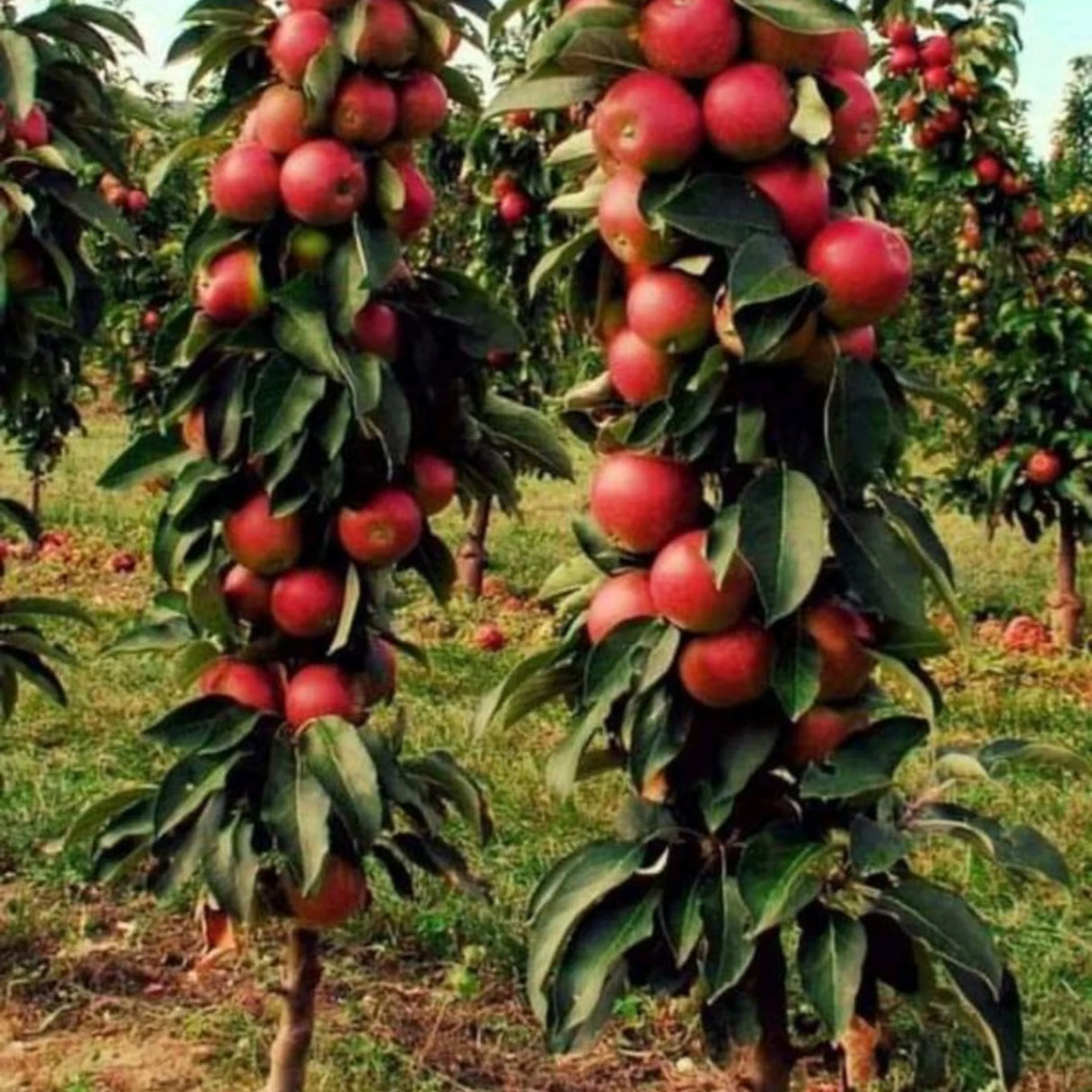 pomi fructiferi 1131