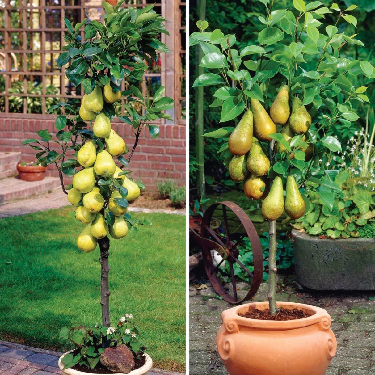 pomi fructiferi 1132