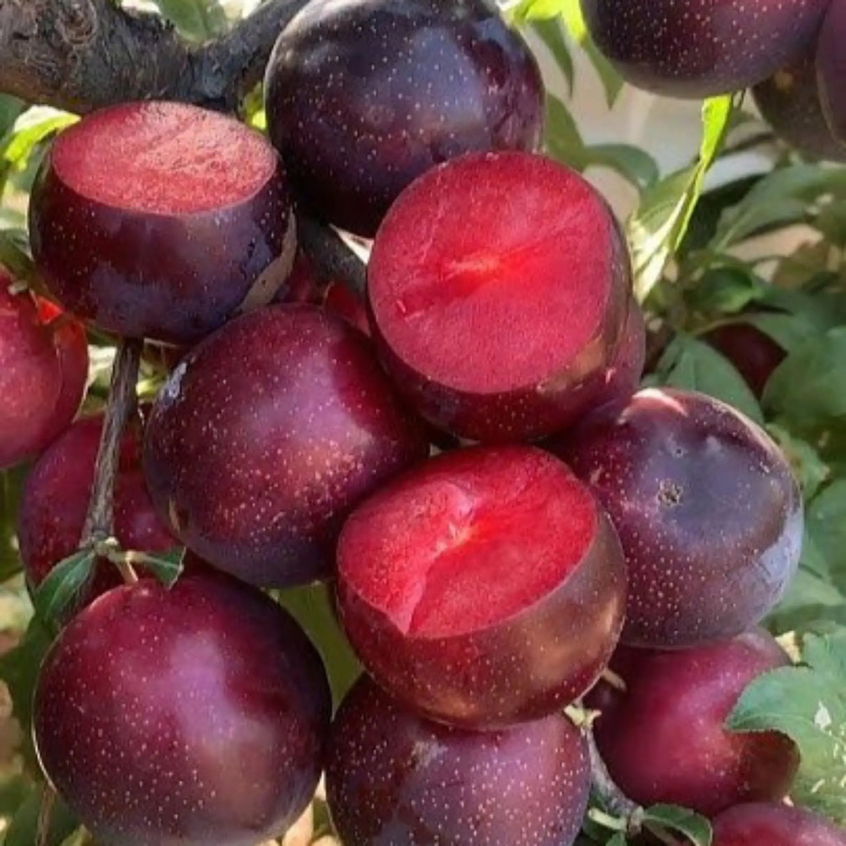 pomi fructiferi 1135