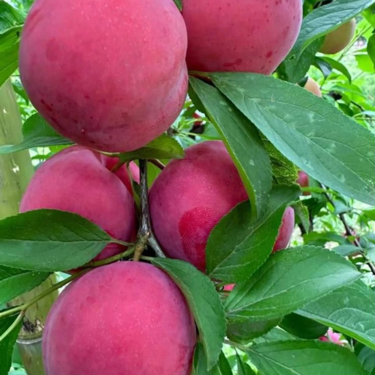 pomi fructiferi 1136