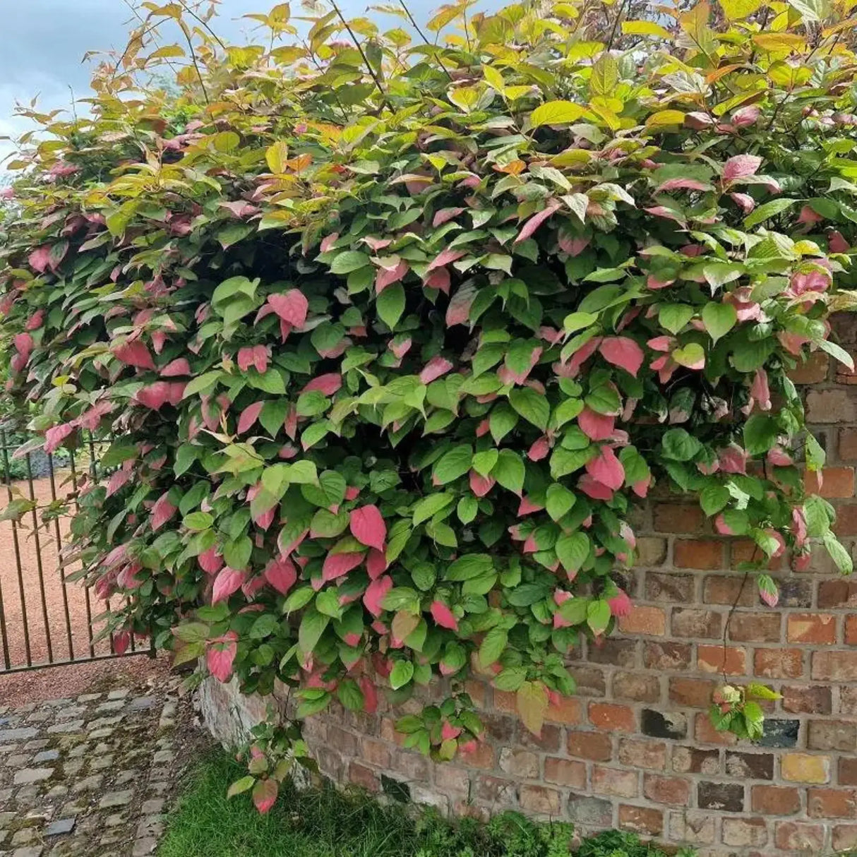 pomi fructiferi 1137