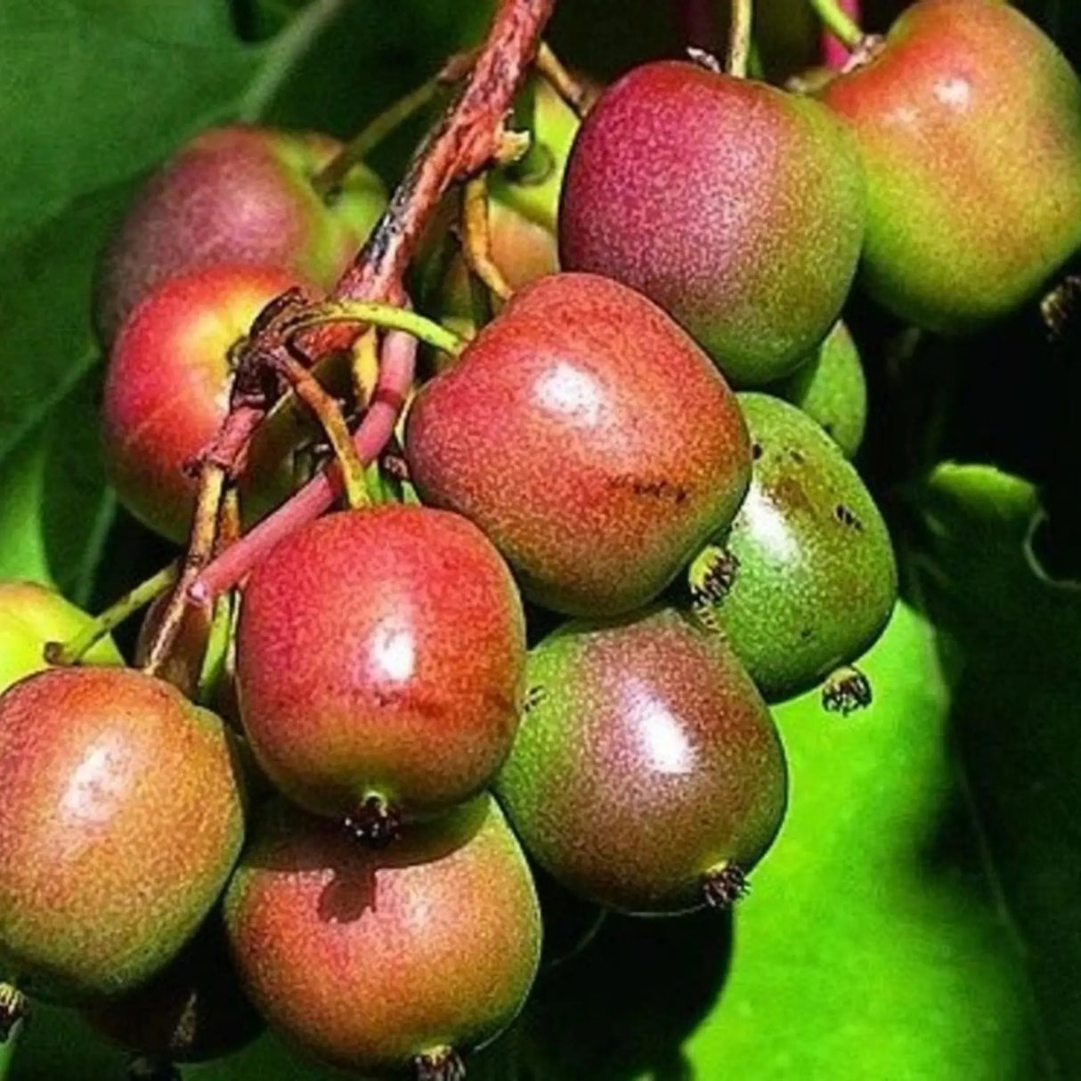 pomi fructiferi 1140