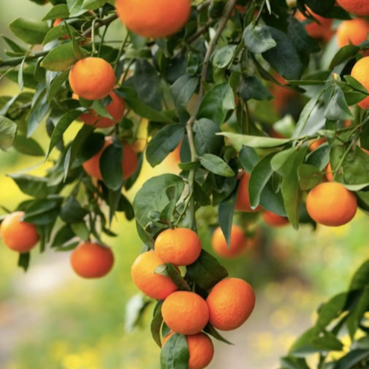 pomi fructiferi 1145