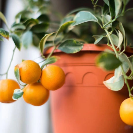 pomi fructiferi 1146