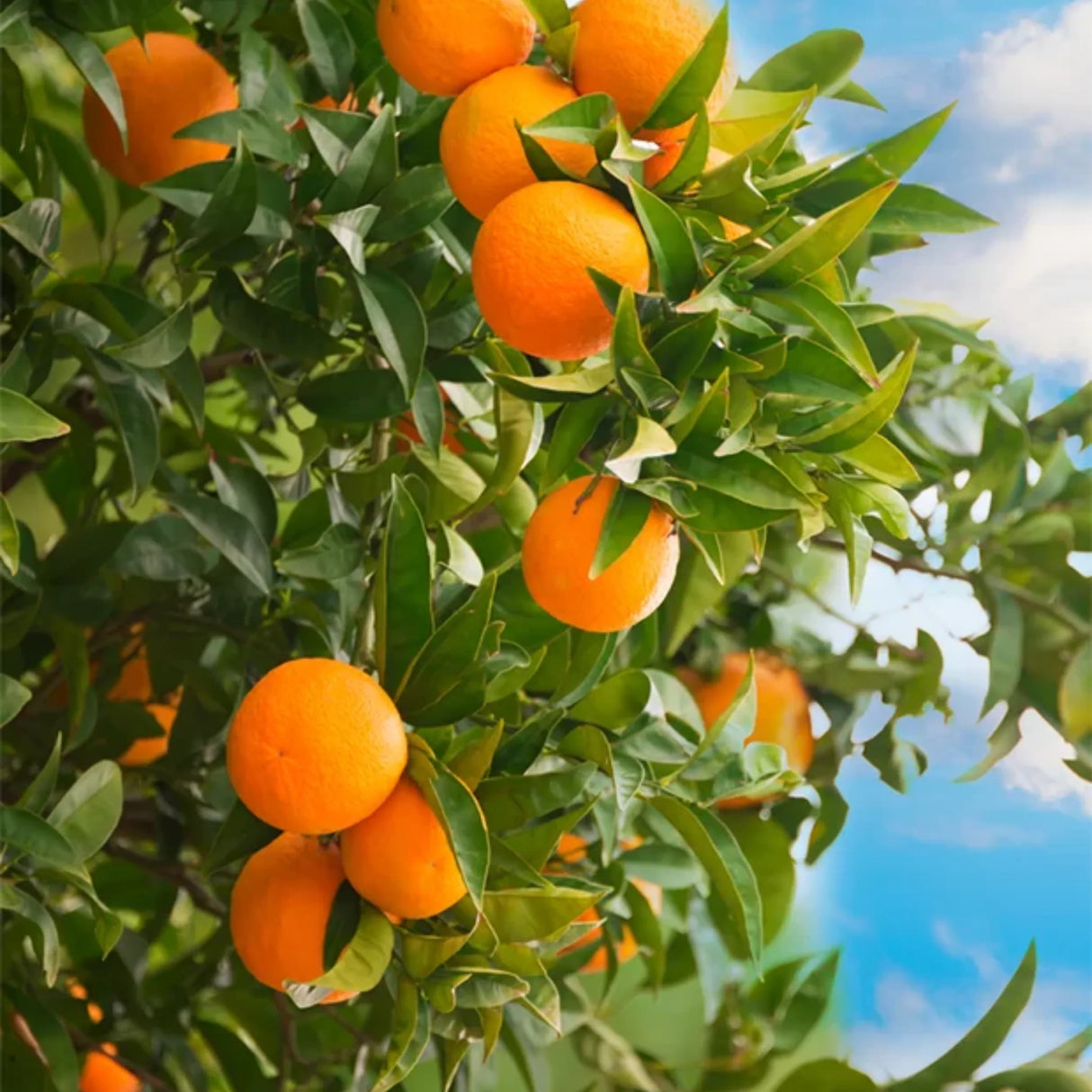 pomi fructiferi 1147