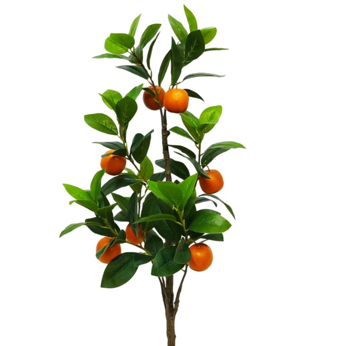 pomi fructiferi 1148