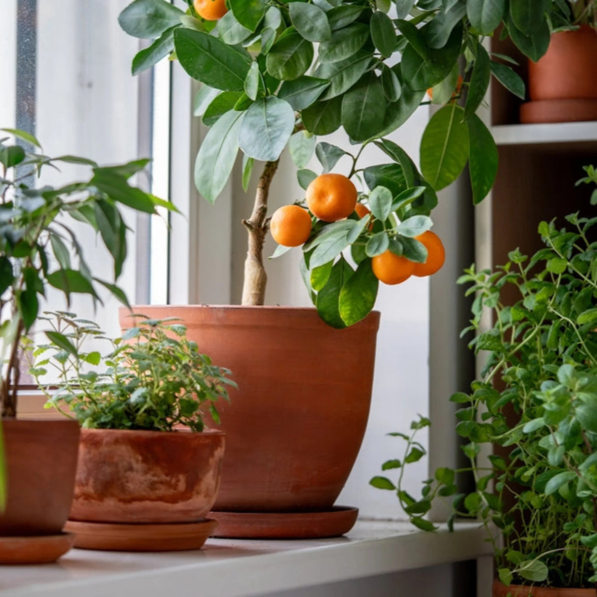 pomi fructiferi 1149