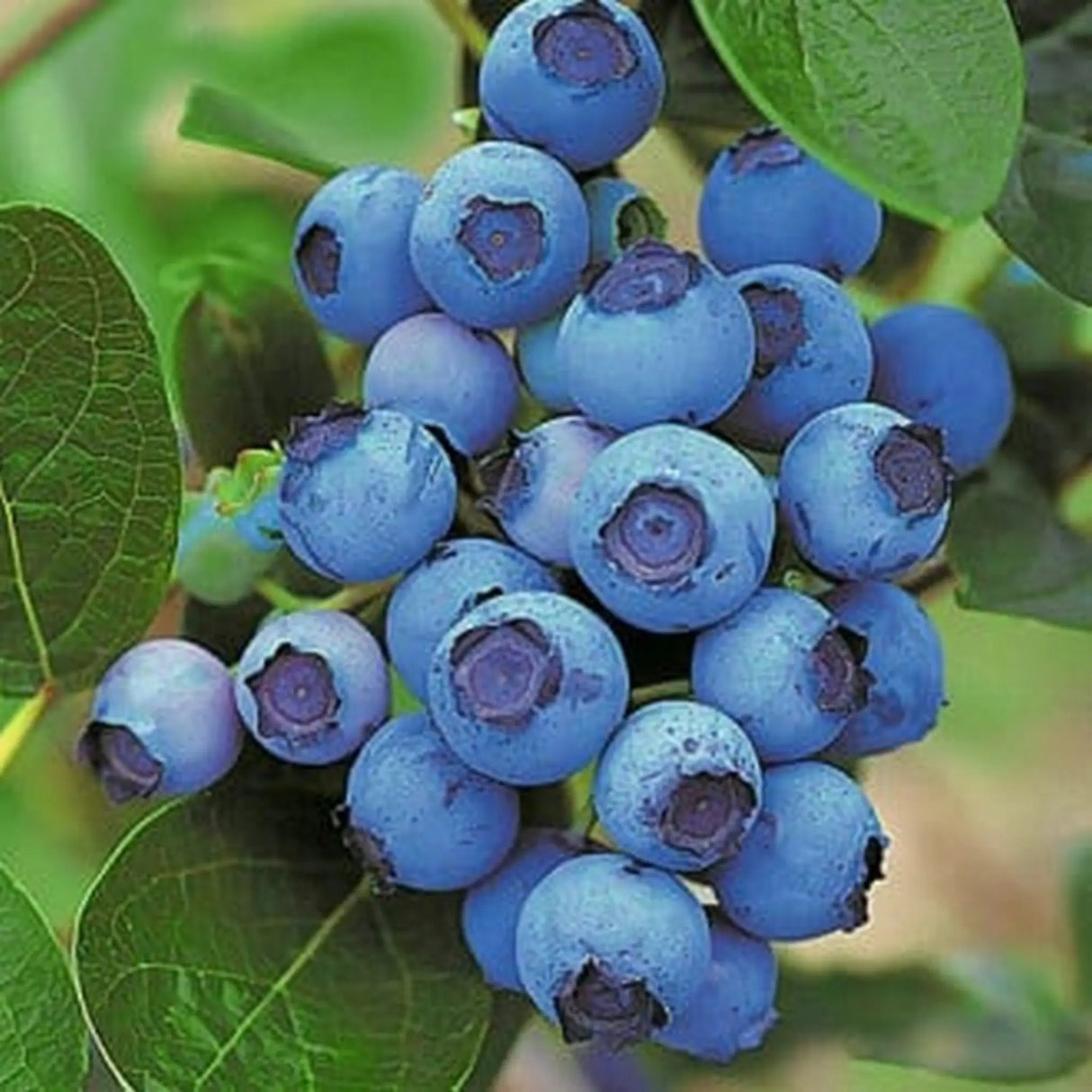 pomi fructiferi 1180