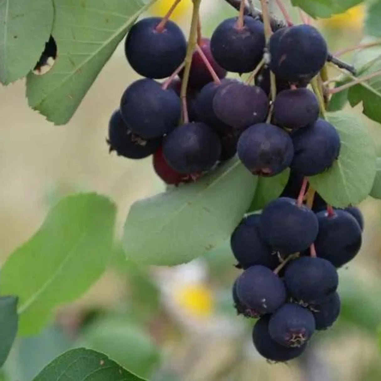 pomi fructiferi 1182