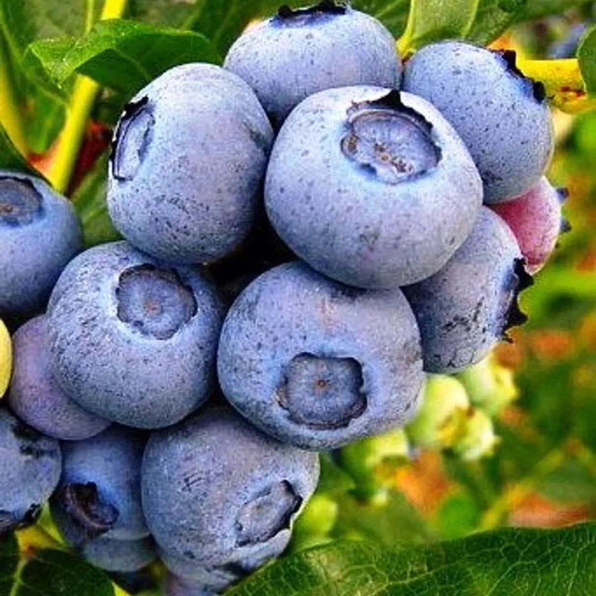 pomi fructiferi 1186