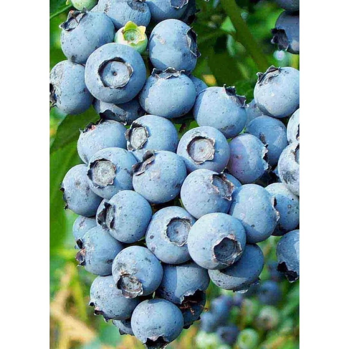 pomi fructiferi 1188