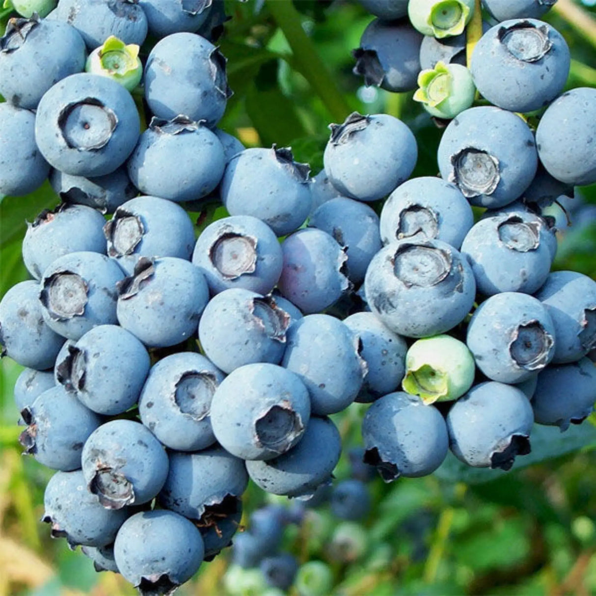 pomi fructiferi 1189